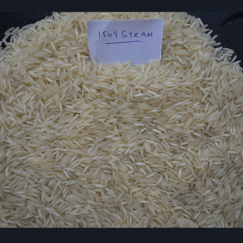 1509 Steam Basmati Rice (White Colour)